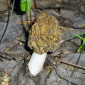 Выращивание сморчков на приусадебном участке. Мицелий сморчков. Сморчковая шапочка - фото № 2