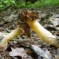 Выращивание сморчков на приусадебном участке. Мицелий сморчков. Сморчковая шапочка - фото № 4