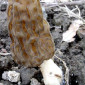 Мицелий сморчков - фото № 6