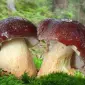 Мицелий белых грибов зерновой первичный с гарантией всхожести - фото № 2