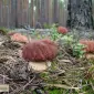 Мицелий белых грибов зерновой первичный с гарантией всхожести - фото № 18