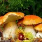 Мицелий белых грибов зерновой первичный с гарантией всхожести - фото № 14