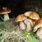Семена белых грибов для посева на участках - фото № 9