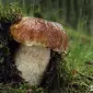 Рассада белых грибов для выращивания грибов под деревьями - фото № 4