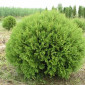 Туя западная Golden Brabant высота 140-160 см купить в Киеве ВДНГ, Теремки - фото № 1
