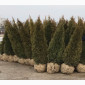 Туя западная Smaragd высота 180-200 см купить в Киеве ВДНГ, Теремки - фото № 2