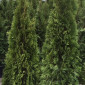 Туя западная Smaragd высота 180-200 см купить в Киеве ВДНГ, Теремки - фото № 5