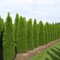 Туя западная Jantar высота 120-140 см купить в Киеве ВДНГ, Теремки - фото № 5