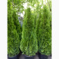 Туя западная Jantar высота 120-140 см купить в Киеве ВДНГ, Теремки - фото № 6