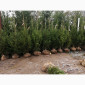 Ялинка звичайна, Продажа Саженцев Ели, Ёлки (Обыкновенной) - фото № 6