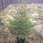Продажа саженцы. Ёлка, Ель ( обыкновенная ) с комом земли - фото № 4