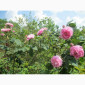 Продам саженцы розы Super Star - фото № 16
