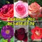 Лучшие саженцы роз: разнообразие сортов и высокое качество по доступным ценам - фото № 4