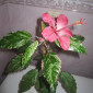 Продам гибискус комнатный пестролистный - гибискус Купера (китайская роза) - фото № 2