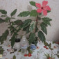 Продам гибискус комнатный пестролистный - гибискус Купера (китайская роза) - фото № 3
