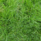 Газон. Український універсальний газон "весела трава" - фото № 1