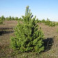 Елка сосна новогодняя, купить сосну оптом можно у нас.новорічні ялинки і сосни - фото № 1