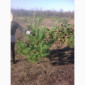 ЦЕНА РЕАЛЬНАЯ!!!Від Фермера Сосна новогодняя Ялинка новорічна Новогодние сосны Елки - фото № 4