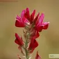 Продам семена еспарцета - фото № 1