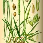 Тимофеевка луговая. Можливий продаж з ПДВ - фото № 2