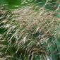 Кострец безостый (Стоколос) - семена кормовых трав - фото № 1