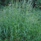 Райграс высокий. Возможна продажа с ПДВ - фото № 1