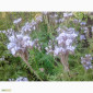 Фацелия семена - фото № 2