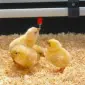 Труба поения ПВХ 22*22 - фото № 5