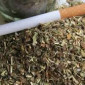 Недорого!Бели, Вирджиния Голд, Герцоговина, Дюбек, Прилуки, Тернопольский, Самосад для самокруток , Гильзиы - фото № 2