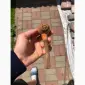 Папір / Тютюн / Машинки / Берлі / Вірджинія / Міленіум / Голд / Дюбек / Гавана / Кап Блек - фото № 13