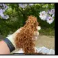 Уважаемые покупатели - фото № 14