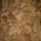 Семена табака Вирджиния Карелия Насіння тютюну Вірджинія Карелія - фото № 4