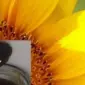 Куплю фуз подсолнечного масла в любых объемах - фото № 1