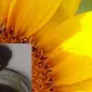 Куплю фуз подсолнечного масла в любых объемах - фото № 1