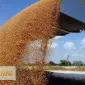 Услуги зерновоза для перевозки зерна пшеницы - фото № 1