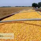 Еврозерновози самосвали для перевезення зерна - фото № 5