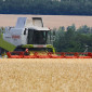 Уборка урожая Николаев. Услуги уборки комбайнами, аренда комбайна, уборка зерновых - фото № 2