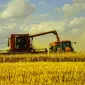 Услуги уборки зерновых комбайнами Запорожье. Уборка урожая комбайнами - фото № 4