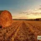 Найму пресс-подборщик в Херсонскую обл. для тюкования соломы - фото № 1