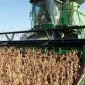 Уборка сои льна подсолнечника соняшника кукурузы Берестечко Луцк Владимир-Волынский - фото № 1