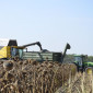 Уборка подсолнечника соняшника льна сои кукурузы Cумы Ахтырка Белополье Бурынь Ворожба - фото № 1