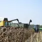 Уборка подсолнечника соняшника льна сои кукурузы Суми Охтирка Білопілля Буринь Ворожба - фото № 1