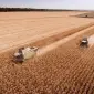 Уборка подсолнечника подсолнуха льна сои кукурузы Чернигов Батурин Бобровица Борзна Бахмач - фото № 1