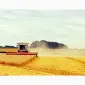 Уборка ранніх і пізніх зернових культур - фото № 2