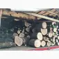 Продам в больших количествах дрова твердих порід і дрова фруктові - фото № 4