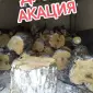 Продам Дрова Акація - фото № 1