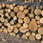 Дрова с доставкой в Киев и область - фото № 1