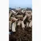 Дрова рубленые - фото № 1