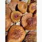 Продам сушеные шляпки красного мухомора - фото № 2