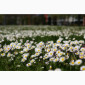 Куплю цвіт стокротки багаторічної (маргаритки) - фото № 2
